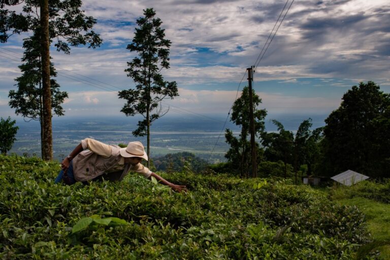 Sparsh Alt Carbon Darjeeling.jpg